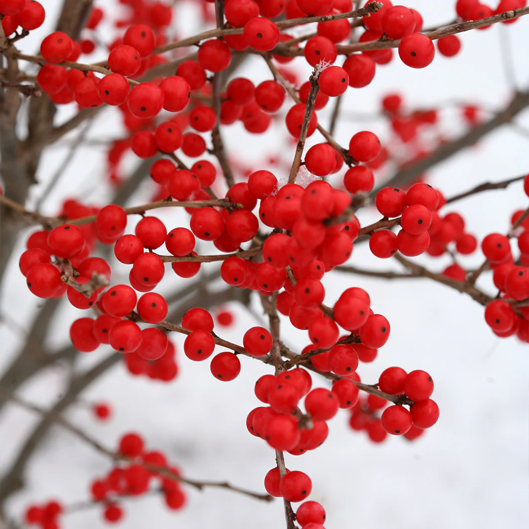 Proven Winners® Berry Poppins® Holly Shrub - Image 3
