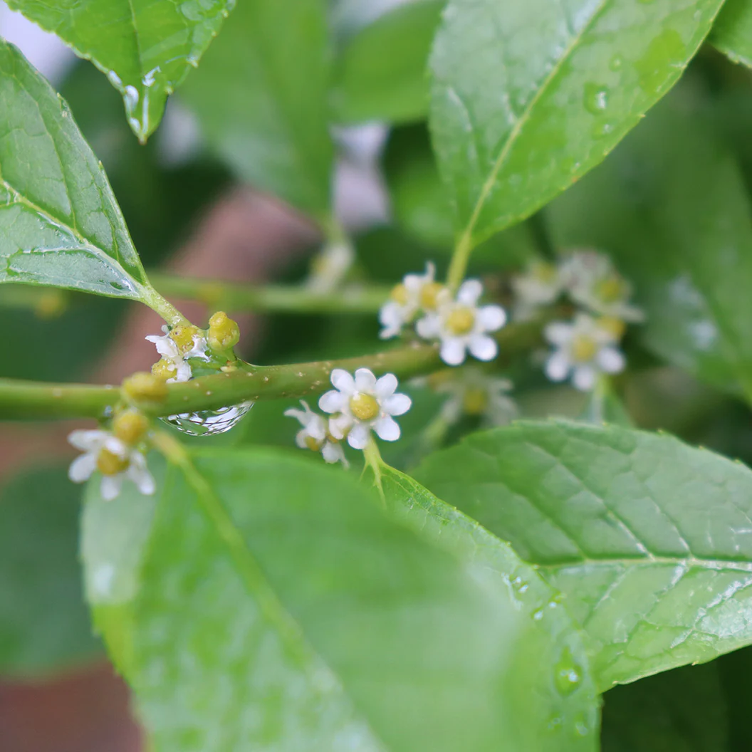 Proven Winners® Berry Poppins® Holly Shrub - Image 4
