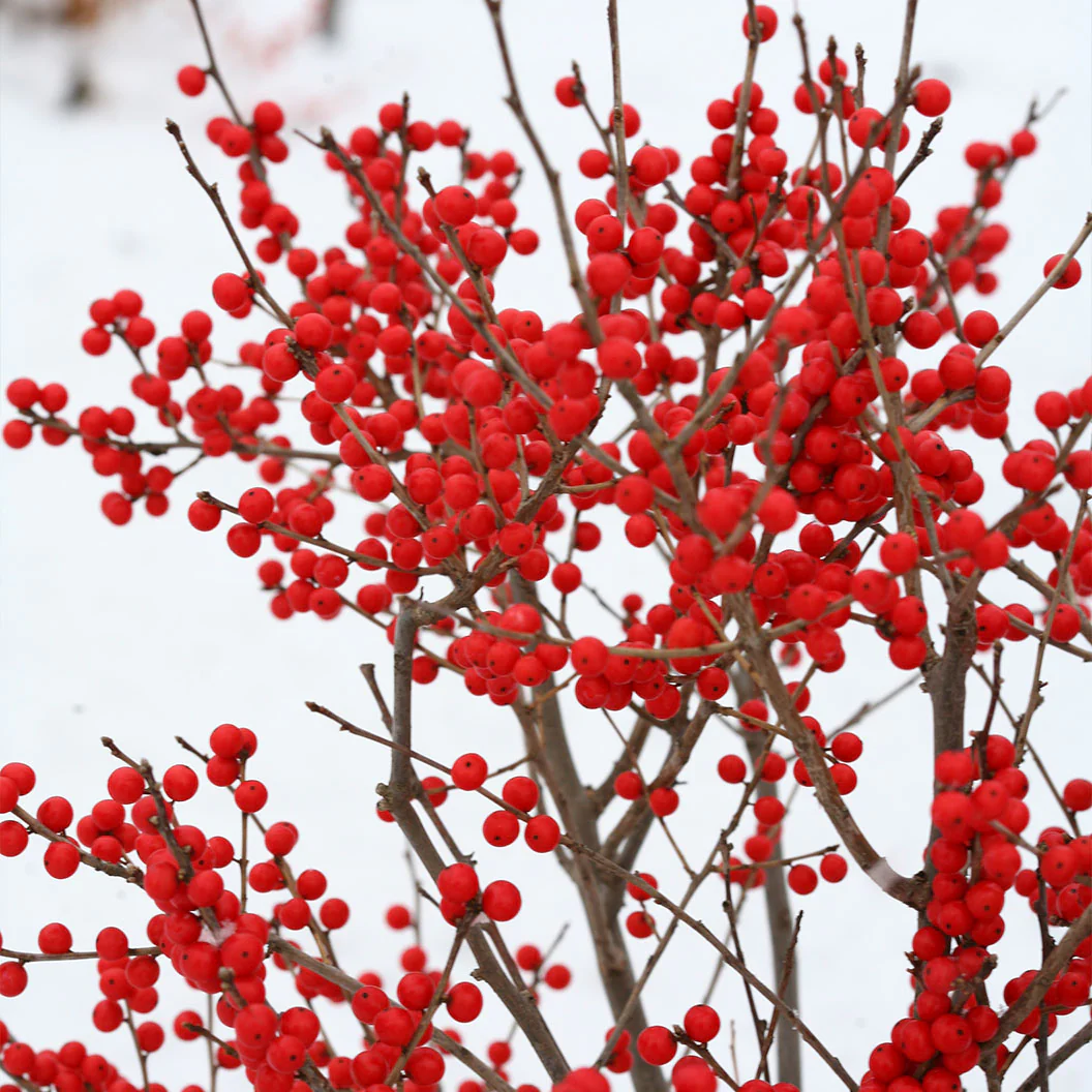 Proven Winners® Berry Poppins® Holly Shrub - Image 5