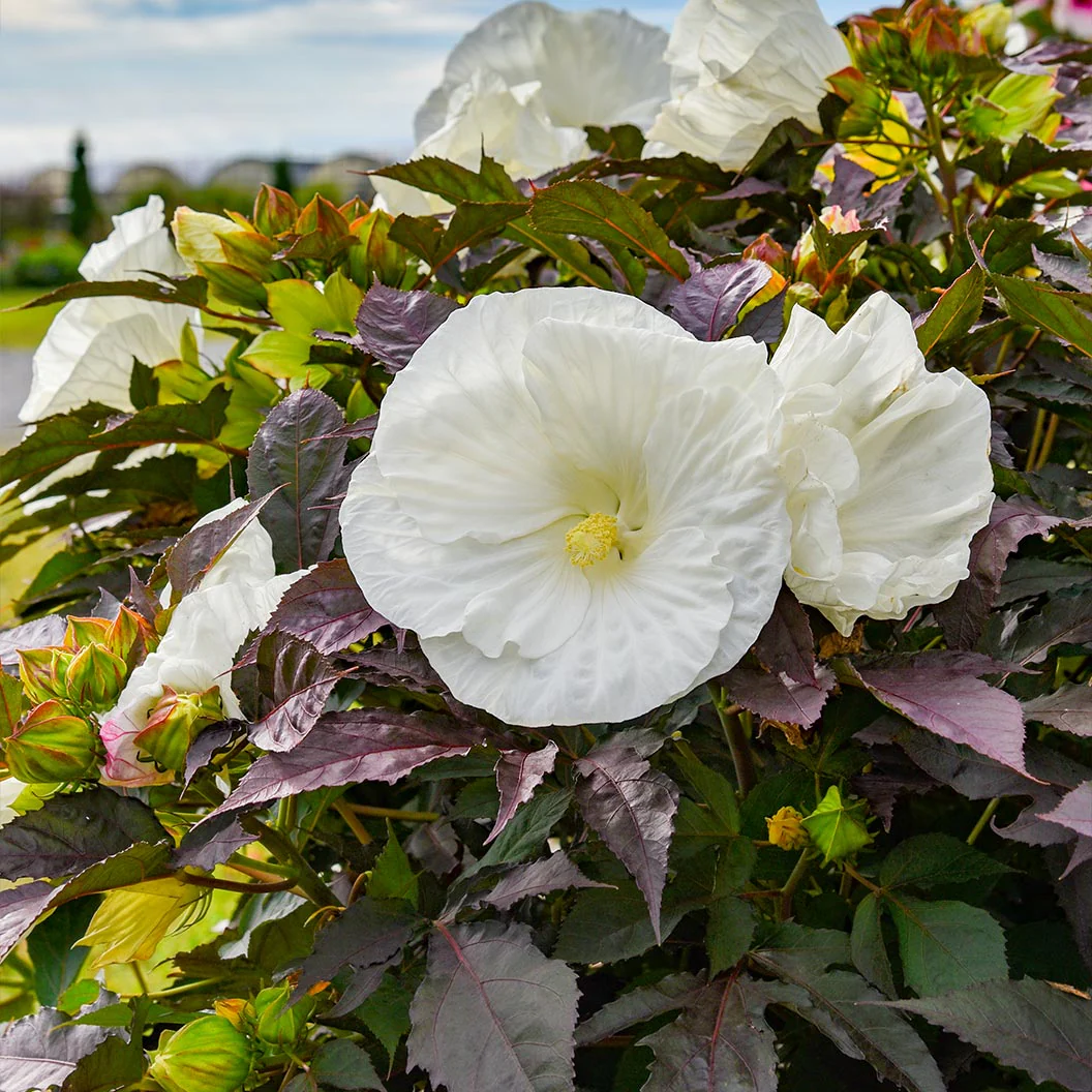 Proven Winners® Cookies and Cream Hibiscus - Image 2
