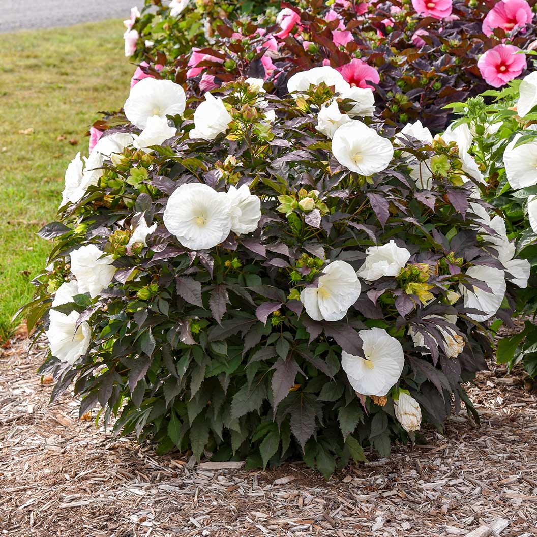 Proven Winners® Cookies and Cream Hibiscus - Image 3