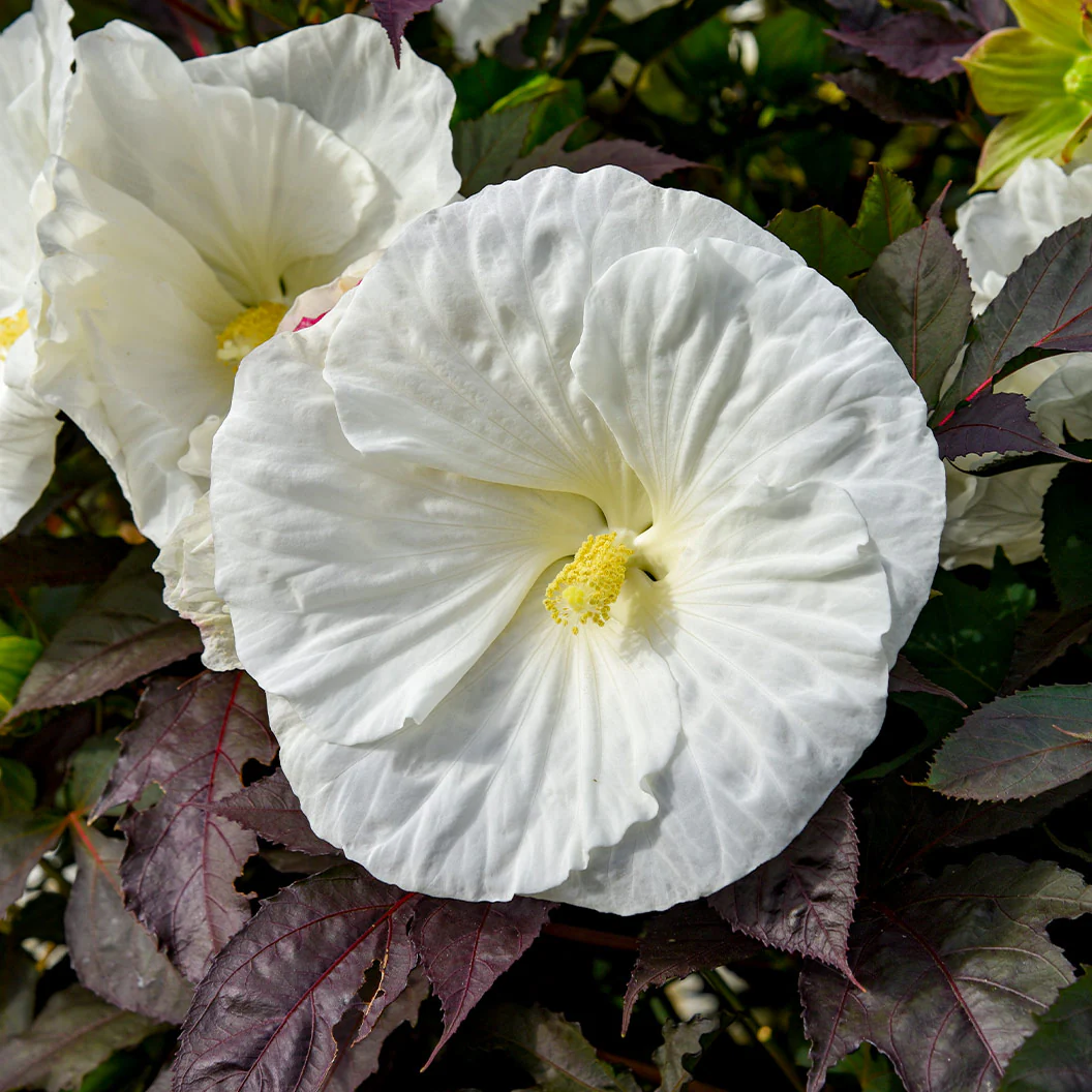 Proven Winners® Cookies and Cream Hibiscus - Image 4