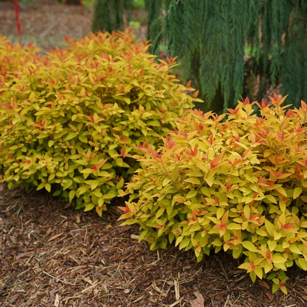 Proven Winners® Double Play® Candy Corn® Spiraea Shrub - Image 2