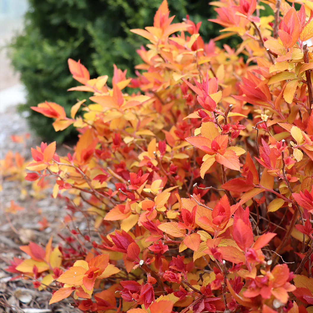 Proven Winners® Double Play® Candy Corn® Spiraea Shrub - Image 3