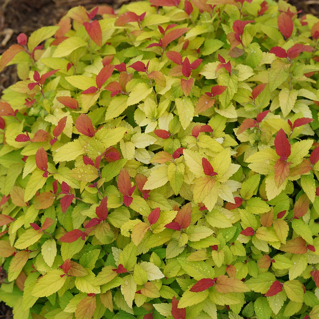 Proven Winners® Double Play® Candy Corn® Spiraea Shrub - Image 4
