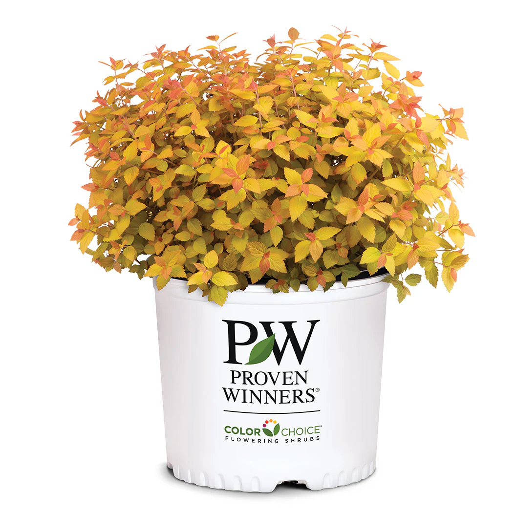 Proven Winners® Double Play® Candy Corn® Spiraea Shrub - Image 5