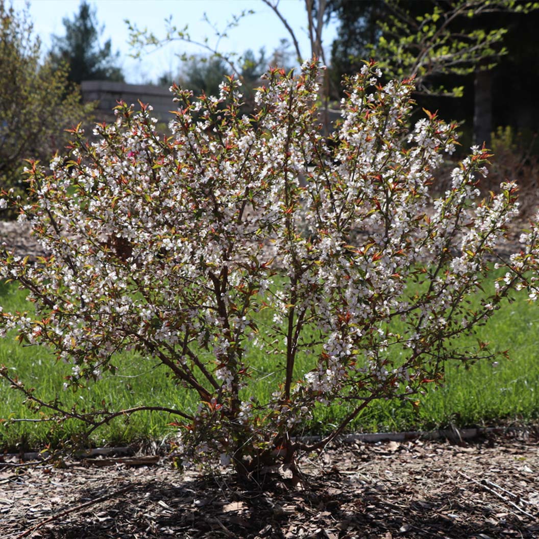 Proven Winners® Easy As Pie™ Cherry Bush - Image 3