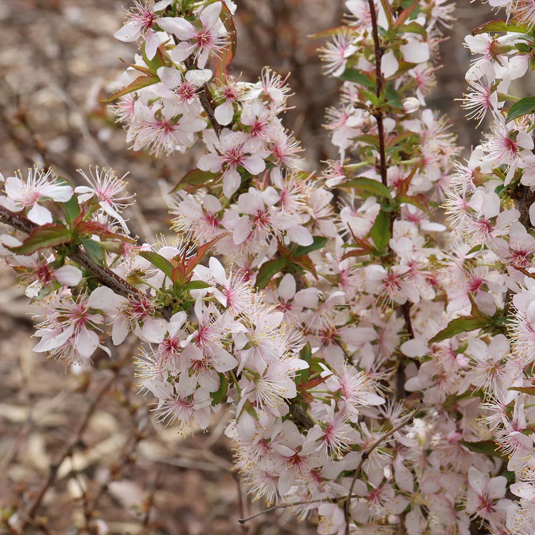 Proven Winners® Easy As Pie™ Cherry Bush - Image 4