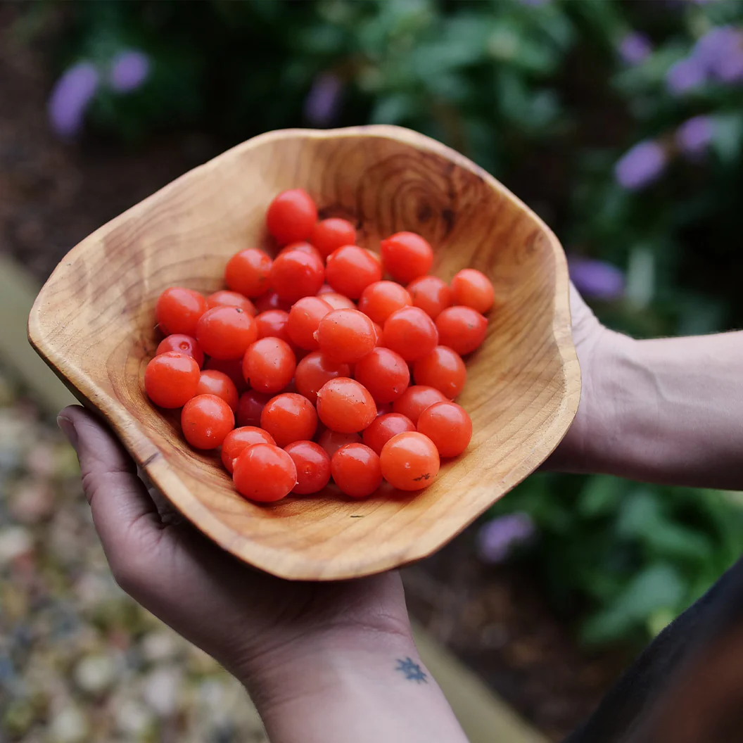 Proven Winners® Easy As Pie™ Cherry Bush - Image 5