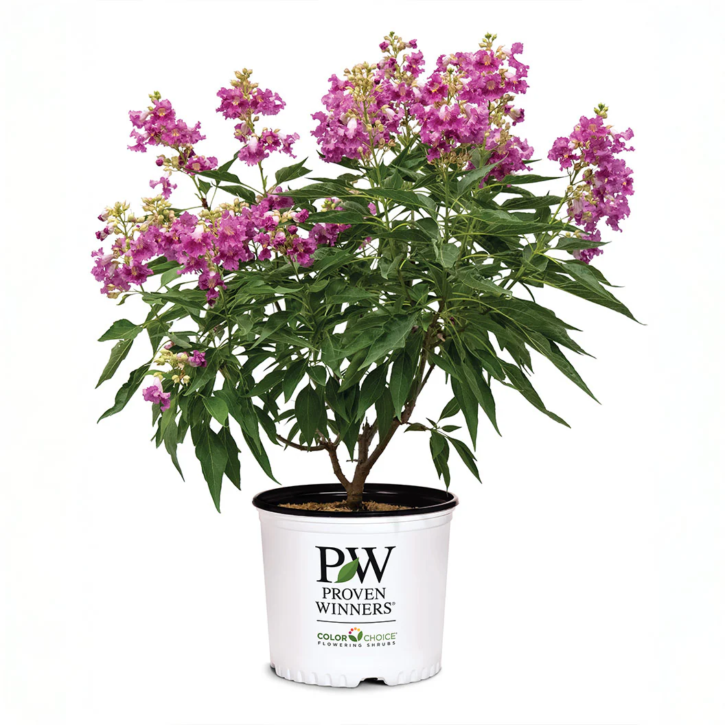 Proven Winners® El Nino® Chitalpa Desert Orchid - Image 5
