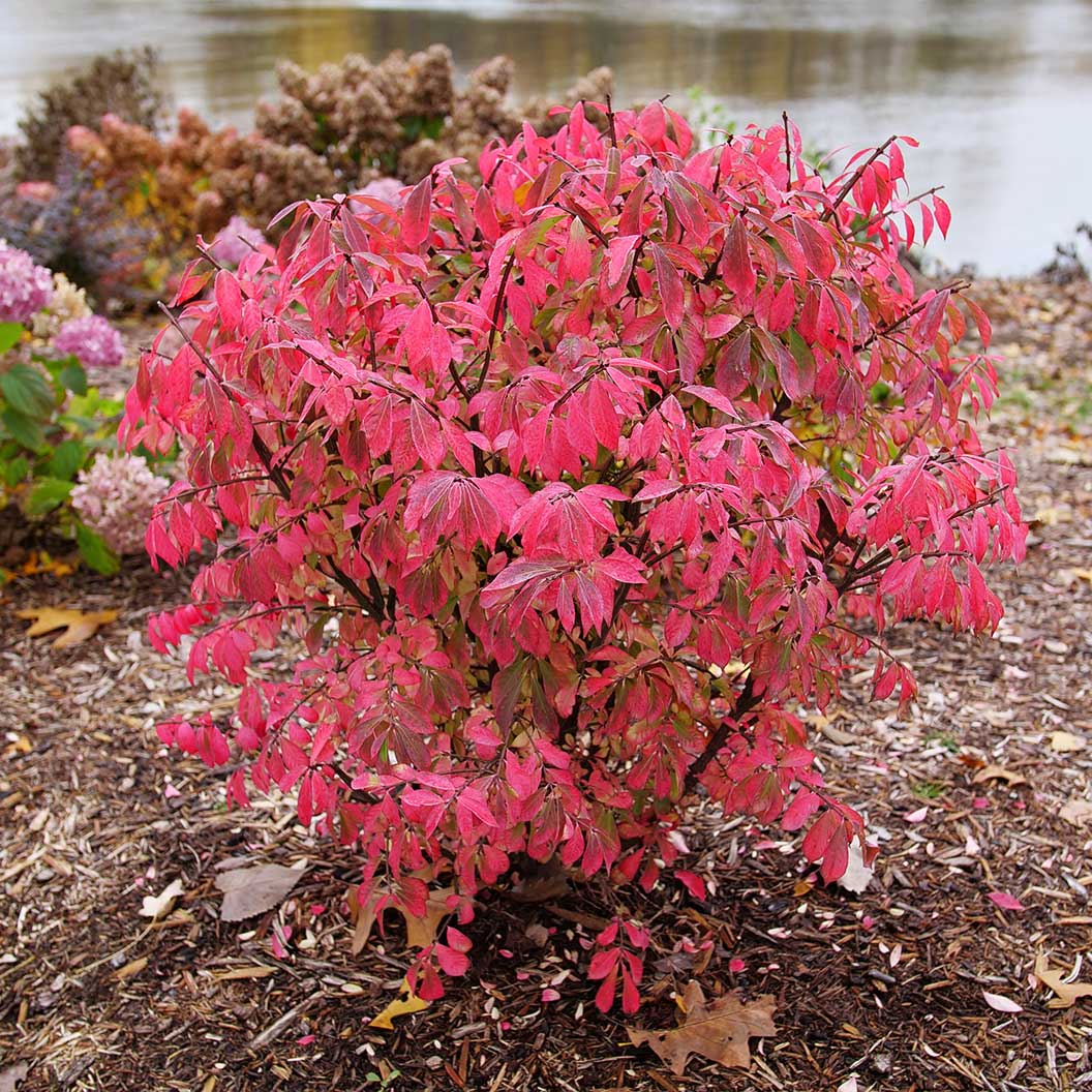 Proven WinnersŽ Fire Ball Seedless⢠Burning Bush