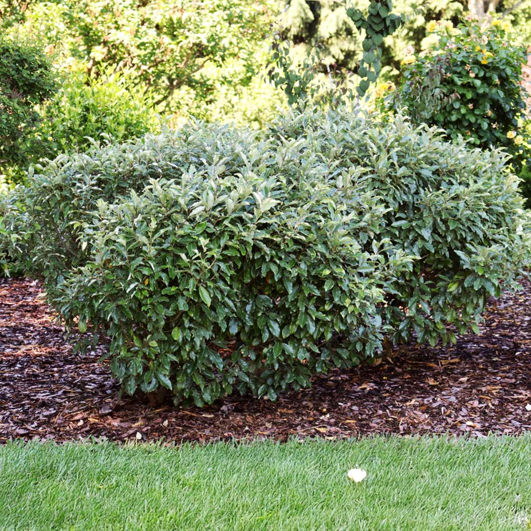 Proven WinnersŽ Fire Ball Seedless⢠Burning Bush - Image 3