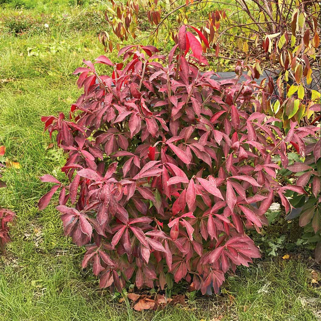 Proven WinnersŽ Fire Ball Seedless⢠Burning Bush - Image 4