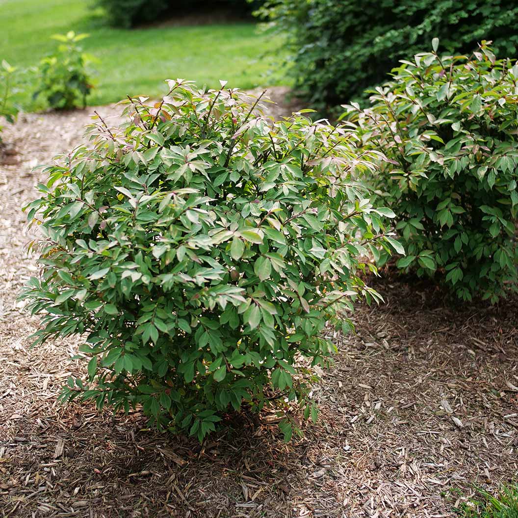 Proven WinnersŽ Fire Ball Seedless⢠Burning Bush - Image 5
