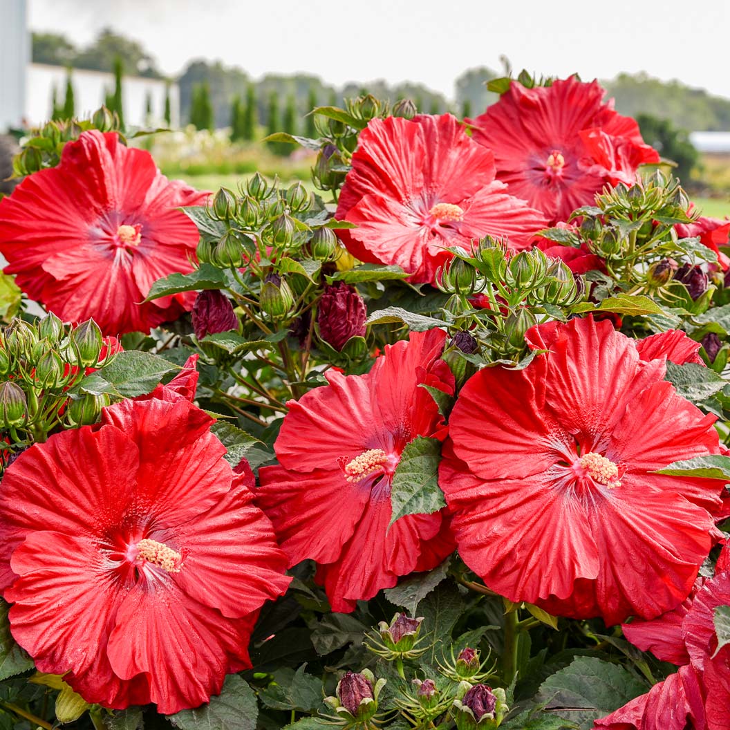 Proven Winners® Garnet Globes Hibiscus - Image 2