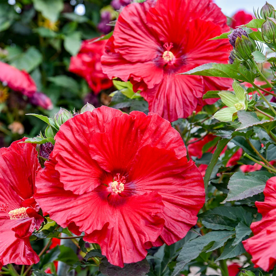 Proven Winners® Garnet Globes Hibiscus - Image 3
