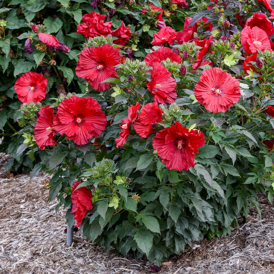 Proven Winners® Garnet Globes Hibiscus - Image 4