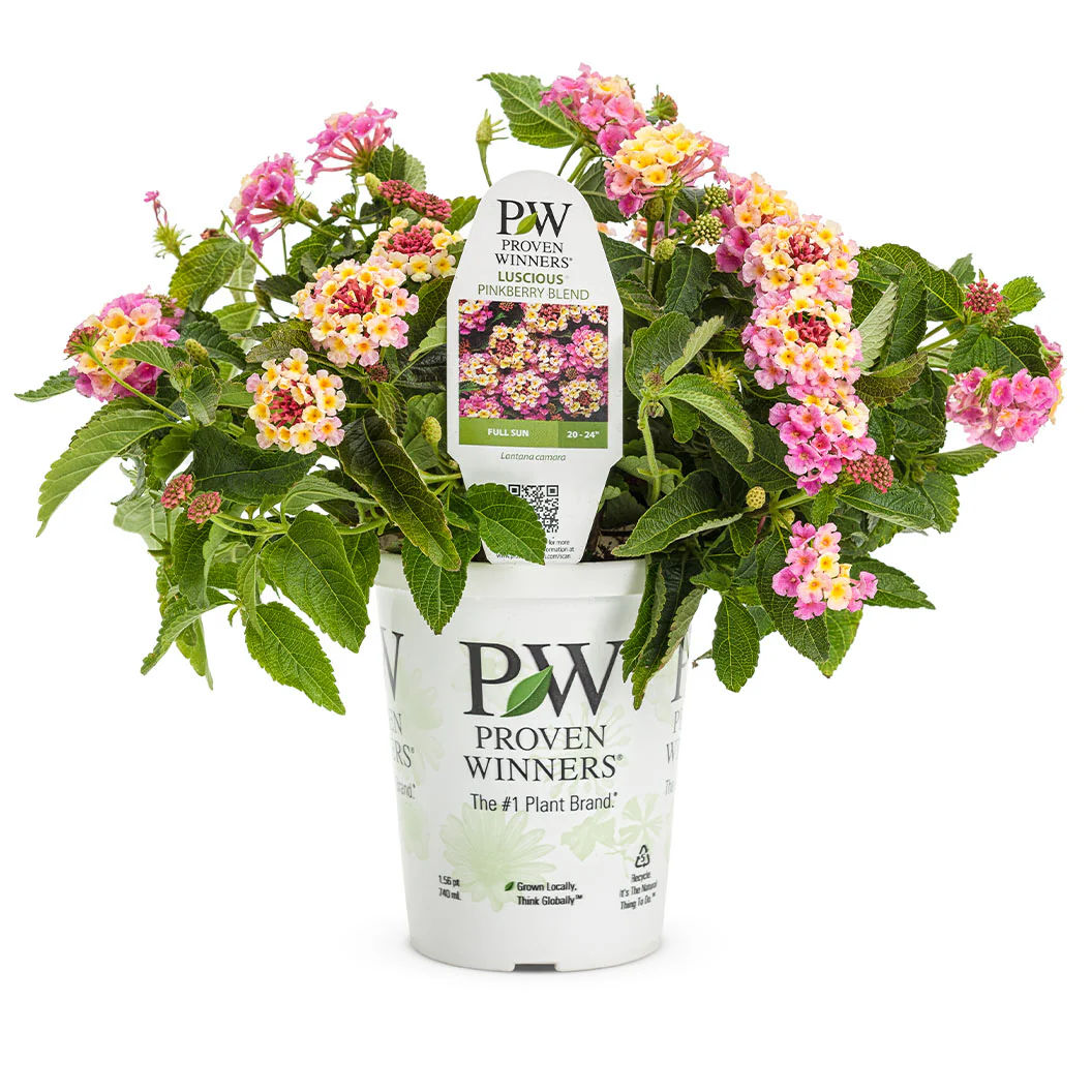 Proven Winners® Luscious® Pinkberry Blend™ Lantana - Image 3