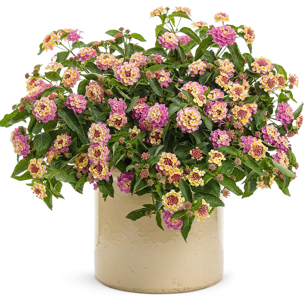 Proven Winners® Luscious® Pinkberry Blend™ Lantana - Image 4