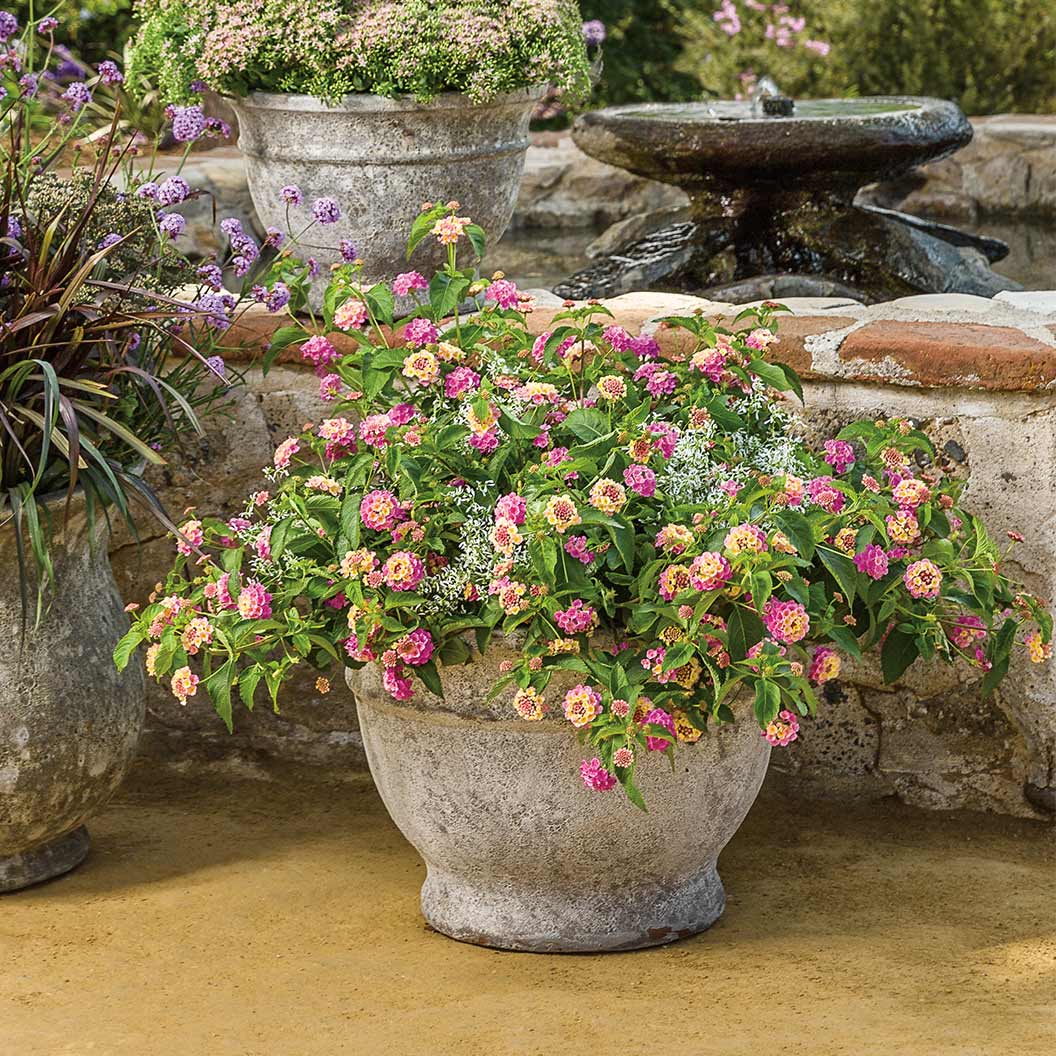 Proven Winners® Luscious® Pinkberry Blend™ Lantana - Image 5