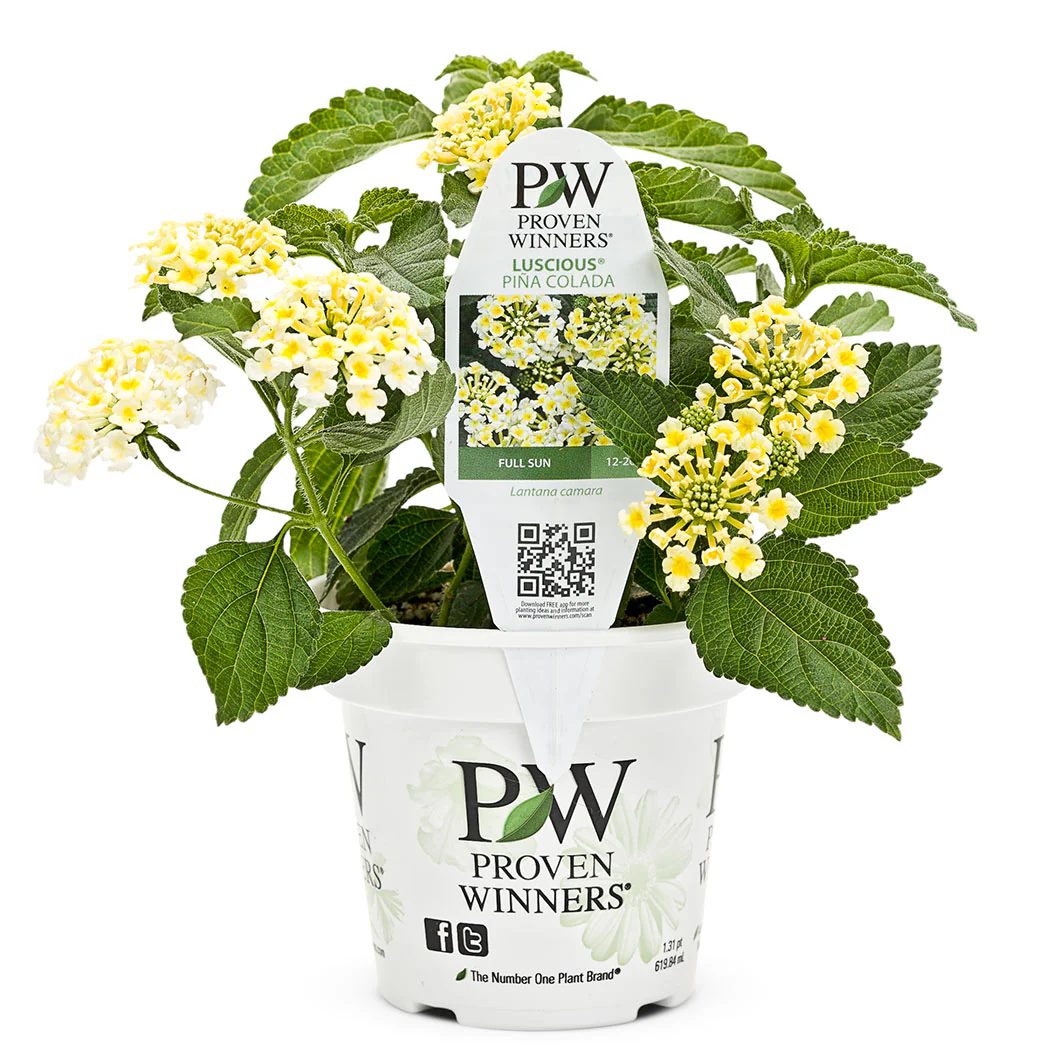 Proven Winners® Luscious® Royale Piña Colada Lantana - Image 3