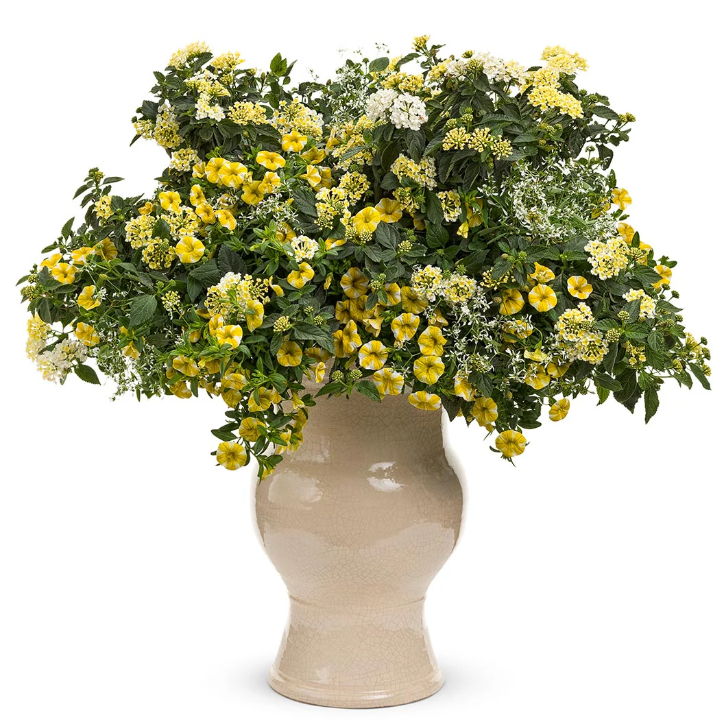 Proven Winners® Luscious® Royale Piña Colada Lantana - Image 4