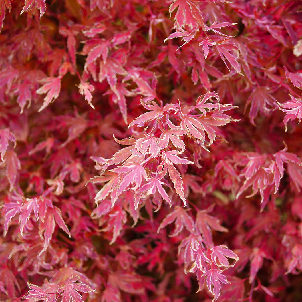 Proven Winners®  Metamorphosa® Japanese Maple Tree - Image 2