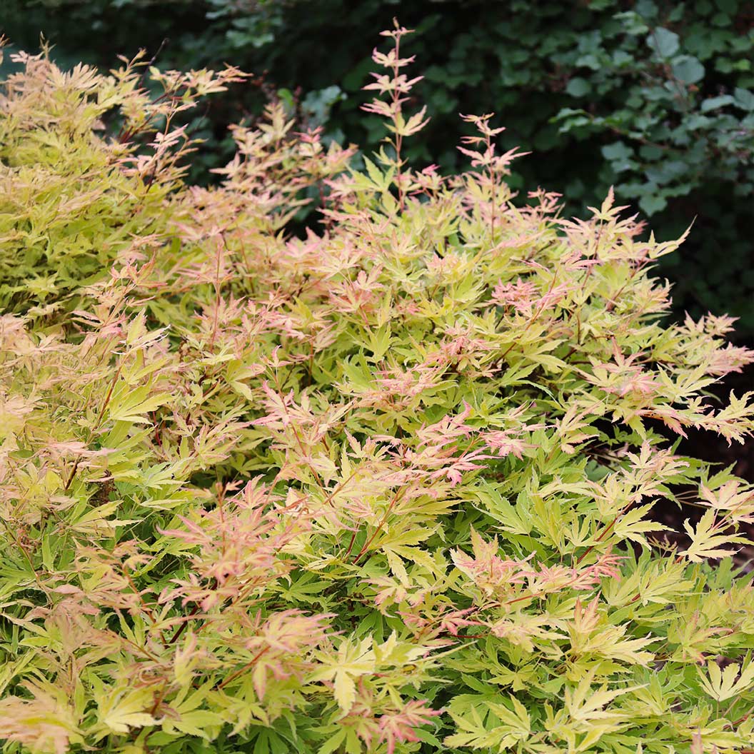 Proven Winners®  Metamorphosa® Japanese Maple Tree - Image 3