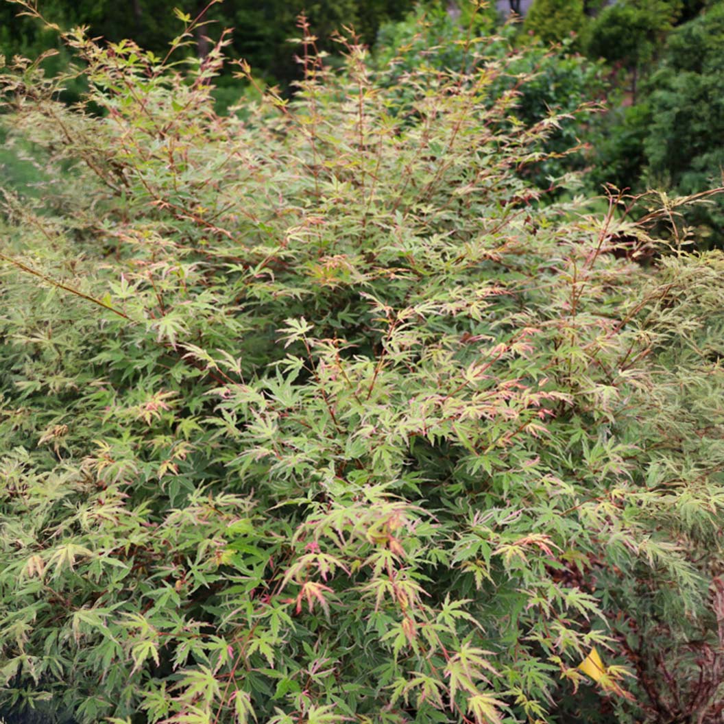 Proven Winners®  Metamorphosa® Japanese Maple Tree - Image 4