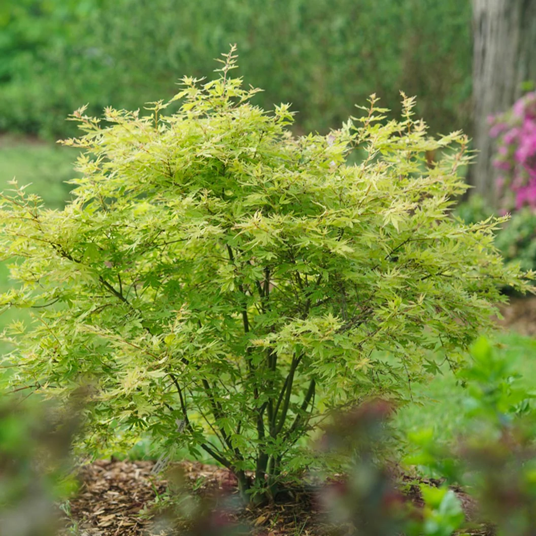 Proven Winners®  Metamorphosa® Japanese Maple Tree - Image 5