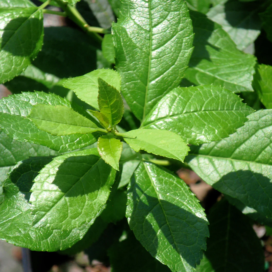 Proven Winners® Mr. Poppins® Holly Shrub - Image 3