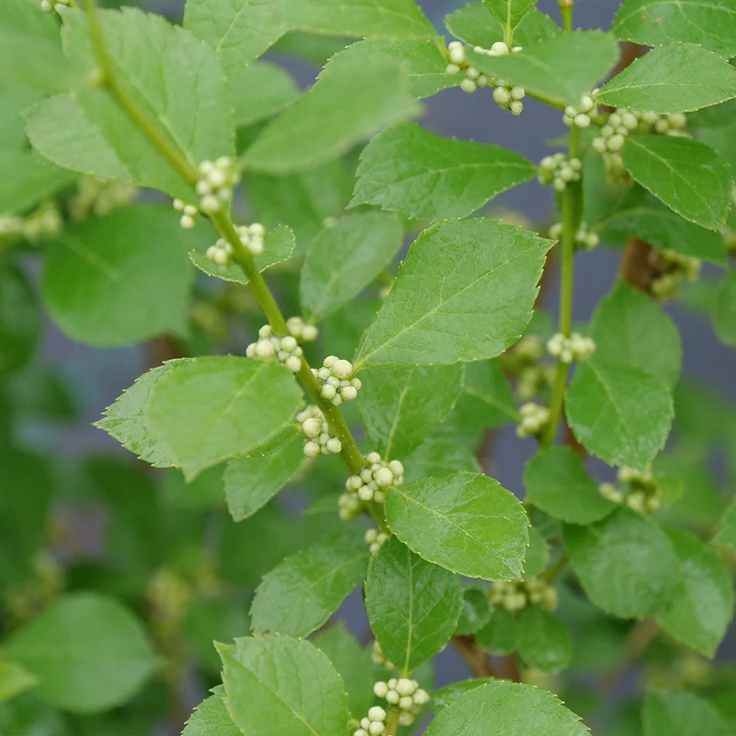Proven Winners® Mr. Poppins® Holly Shrub - Image 4