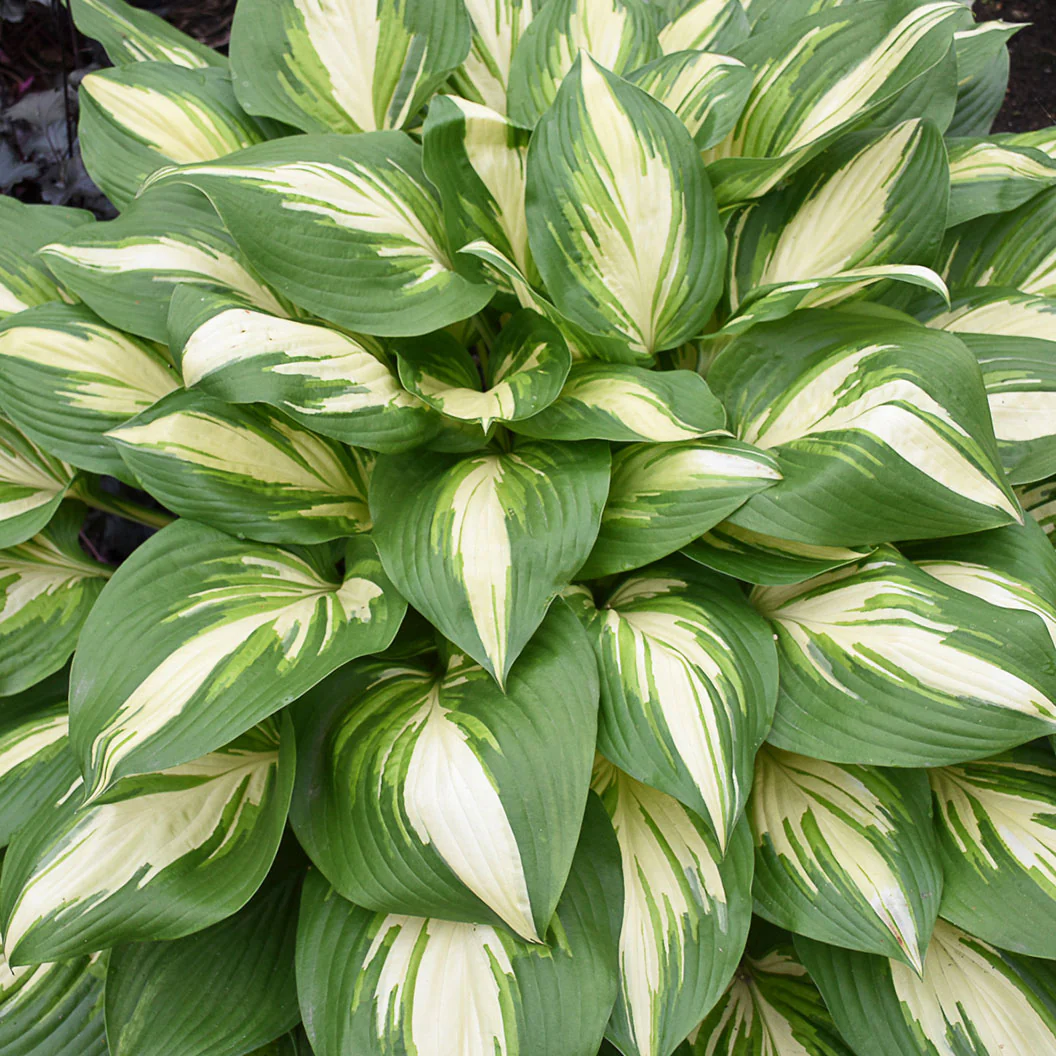 Proven Winners® Shadowland Miss America Hosta - Image 2