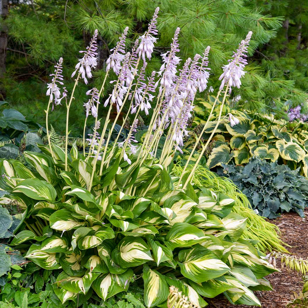 Proven Winners® Shadowland Miss America Hosta - Image 3