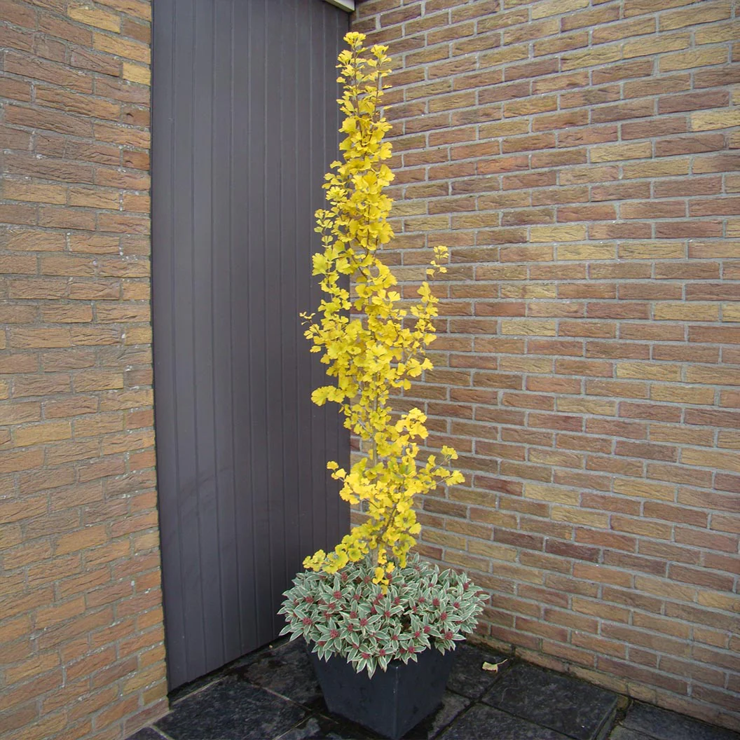 Proven Winners® Skinny Fit® Ginkgo Tree - Image 2