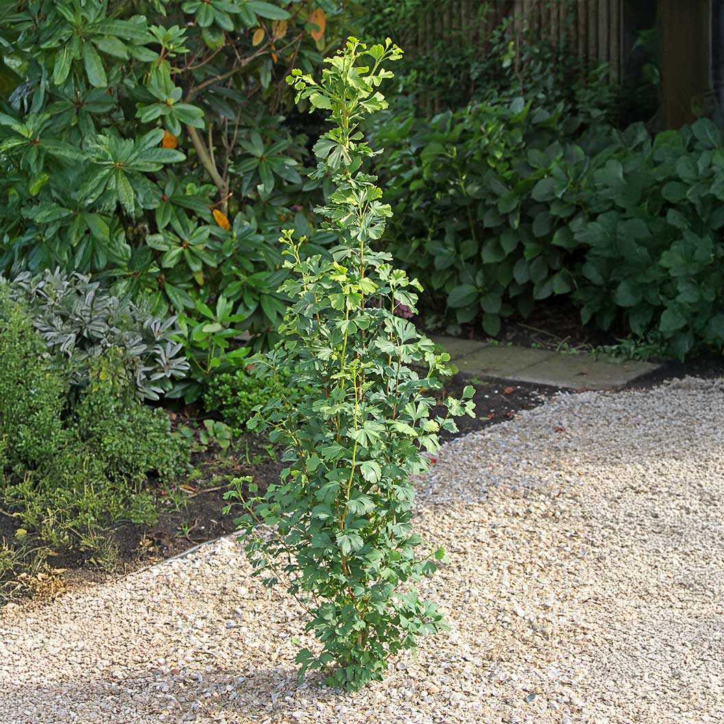 Proven Winners® Skinny Fit® Ginkgo Tree - Image 3