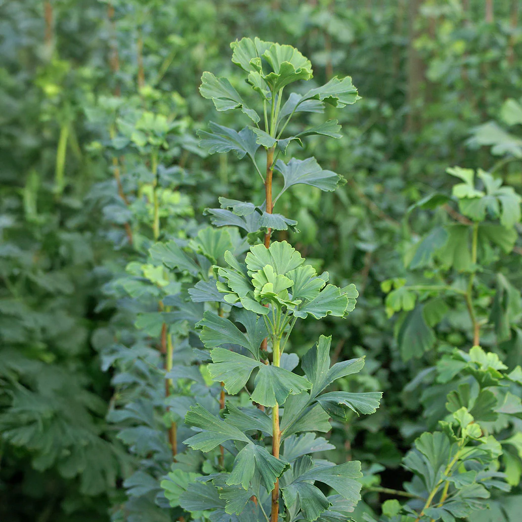 Proven Winners® Skinny Fit® Ginkgo Tree - Image 4