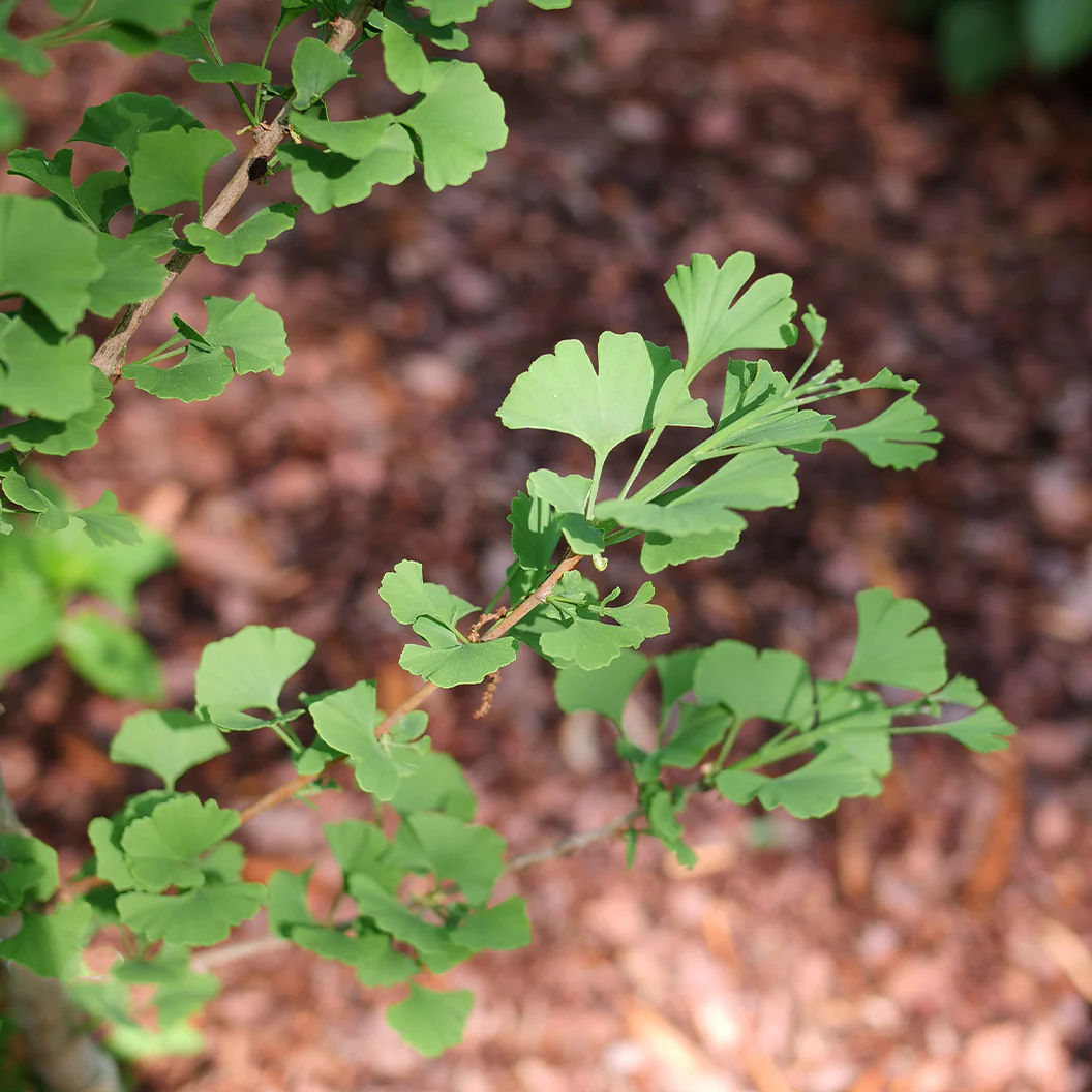 Proven Winners® Skinny Fit® Ginkgo Tree - Image 5