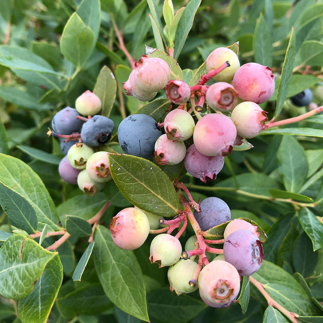 Proven Winners® Splendid!® Blue Highbush Blueberry Shrub - Image 2