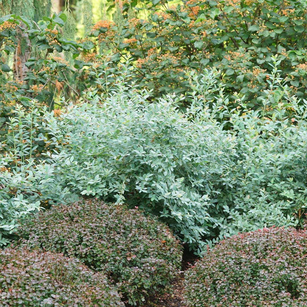 Proven Winners® Splendid!® Blue Highbush Blueberry Shrub - Image 3