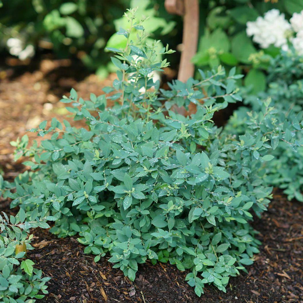 Proven Winners® Splendid!® Blue Highbush Blueberry Shrub - Image 4