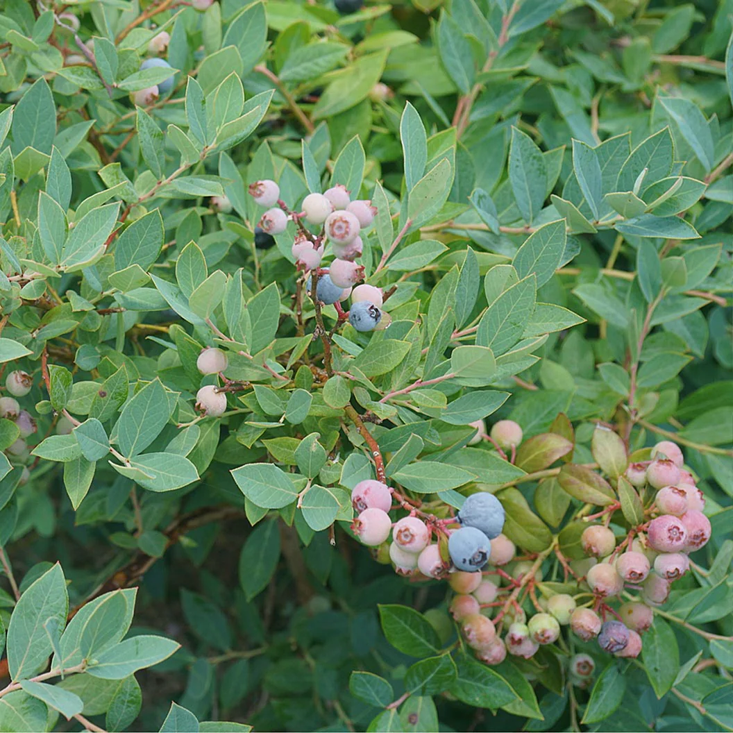 Proven Winners® Splendid!® Blue Highbush Blueberry Shrub - Image 5