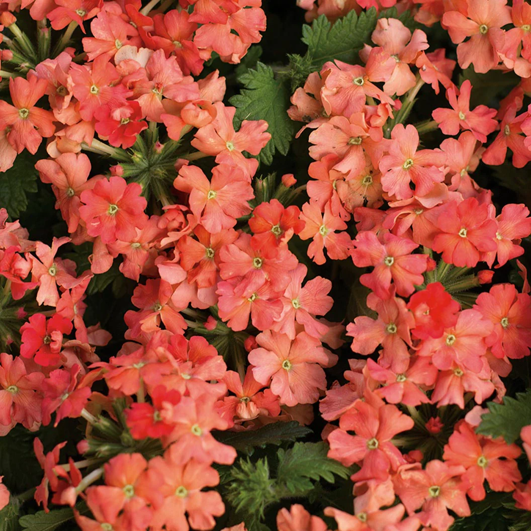 Proven Winners® Superbena Royale® Peachy Keen Verbena - Image 3