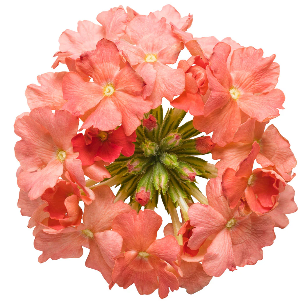 Proven Winners® Superbena Royale® Peachy Keen Verbena - Image 4