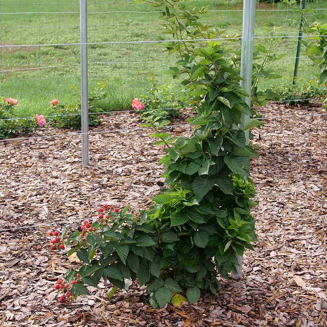 Proven Winners® Taste of Heaven® Blackberry Shrub - Image 3