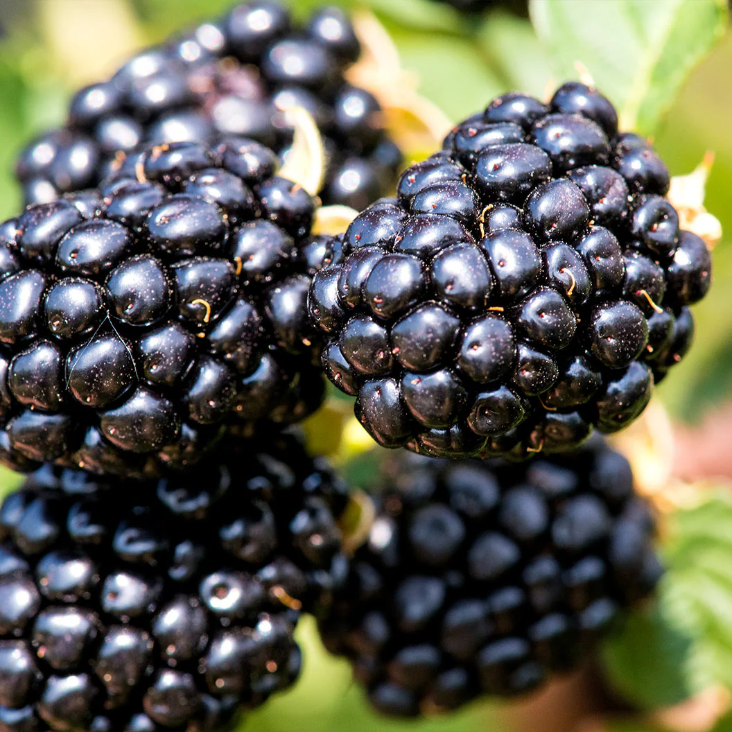 Proven Winners® Taste of Heaven® Blackberry Shrub - Image 4