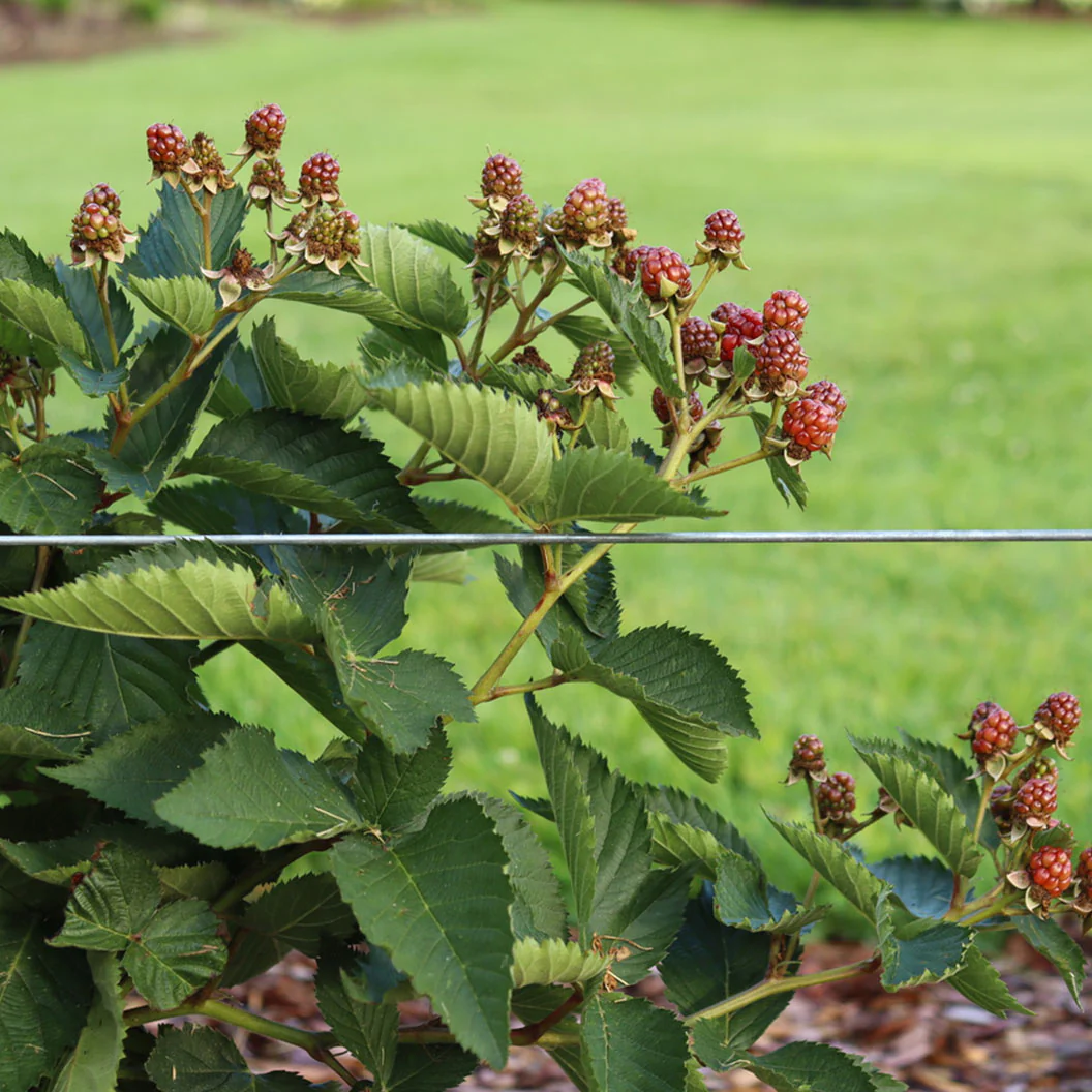 Proven Winners® Taste of Heaven® Blackberry Shrub - Image 5