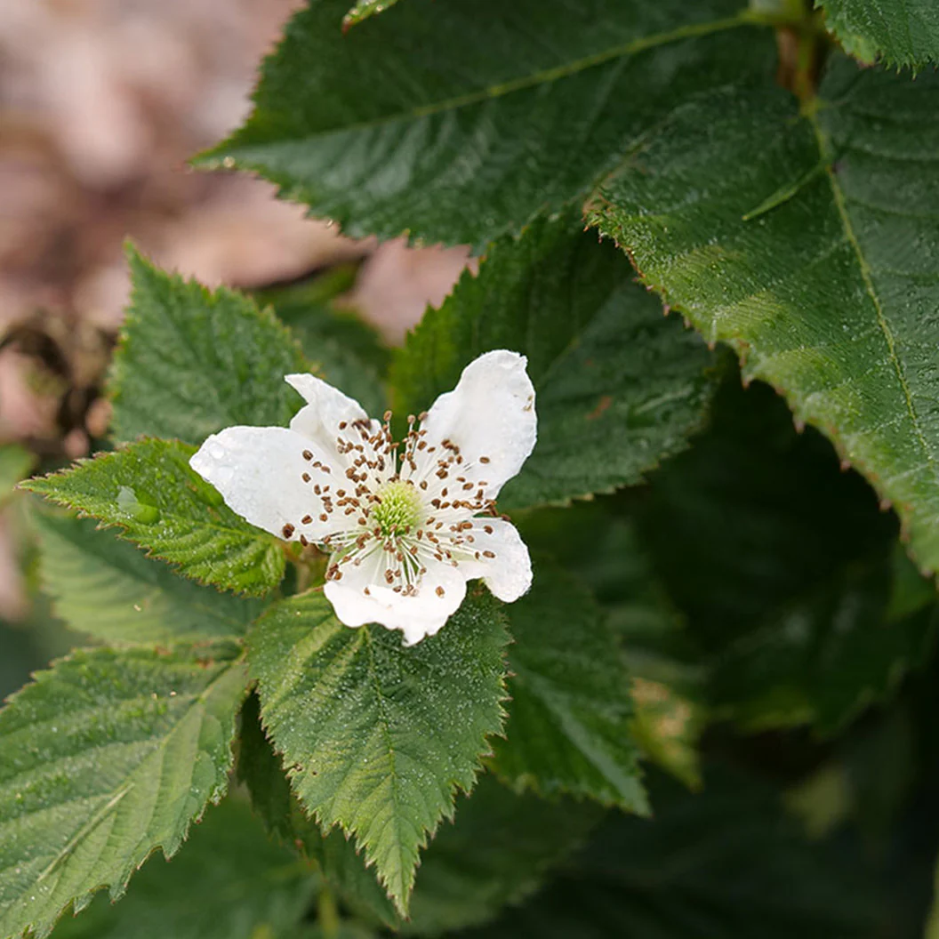 Proven Winners® Taste of Heaven® Blackberry Shrub - Image 6