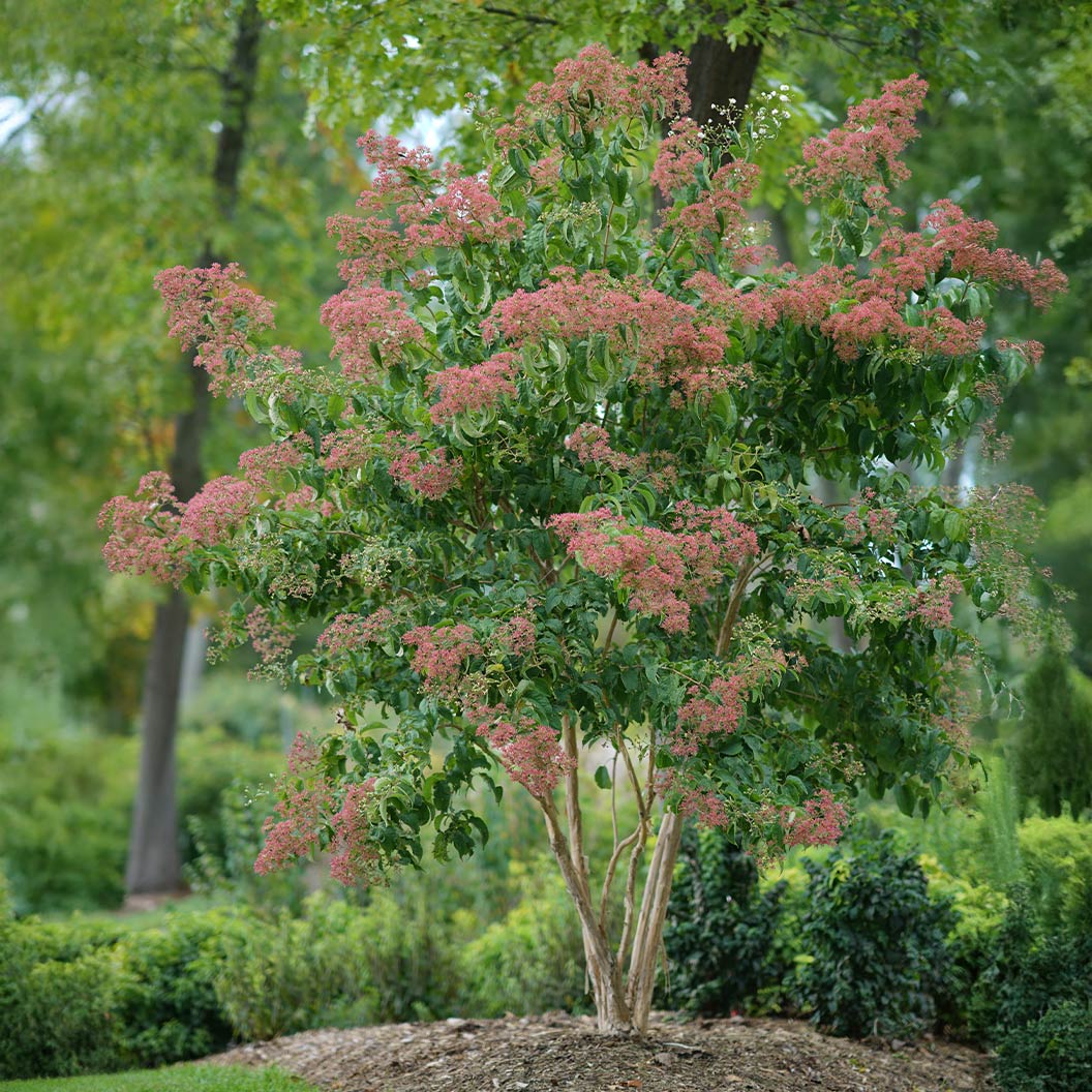 Proven Winners® Temple of Bloom® Seven-Son - Image 2