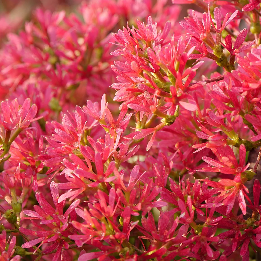 Proven Winners® Temple of Bloom® Seven-Son - Image 3